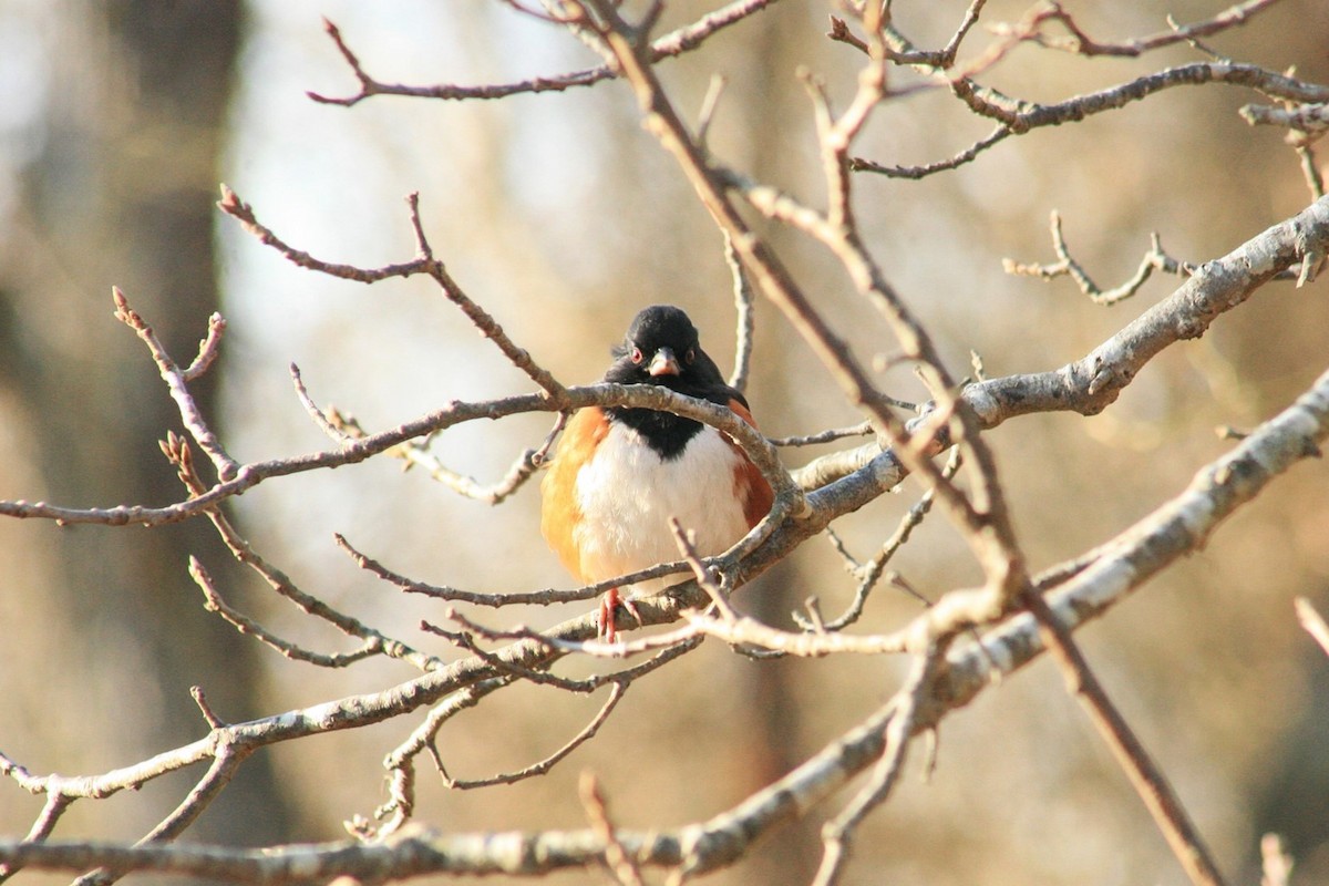 Eastern Towhee - ML629616591