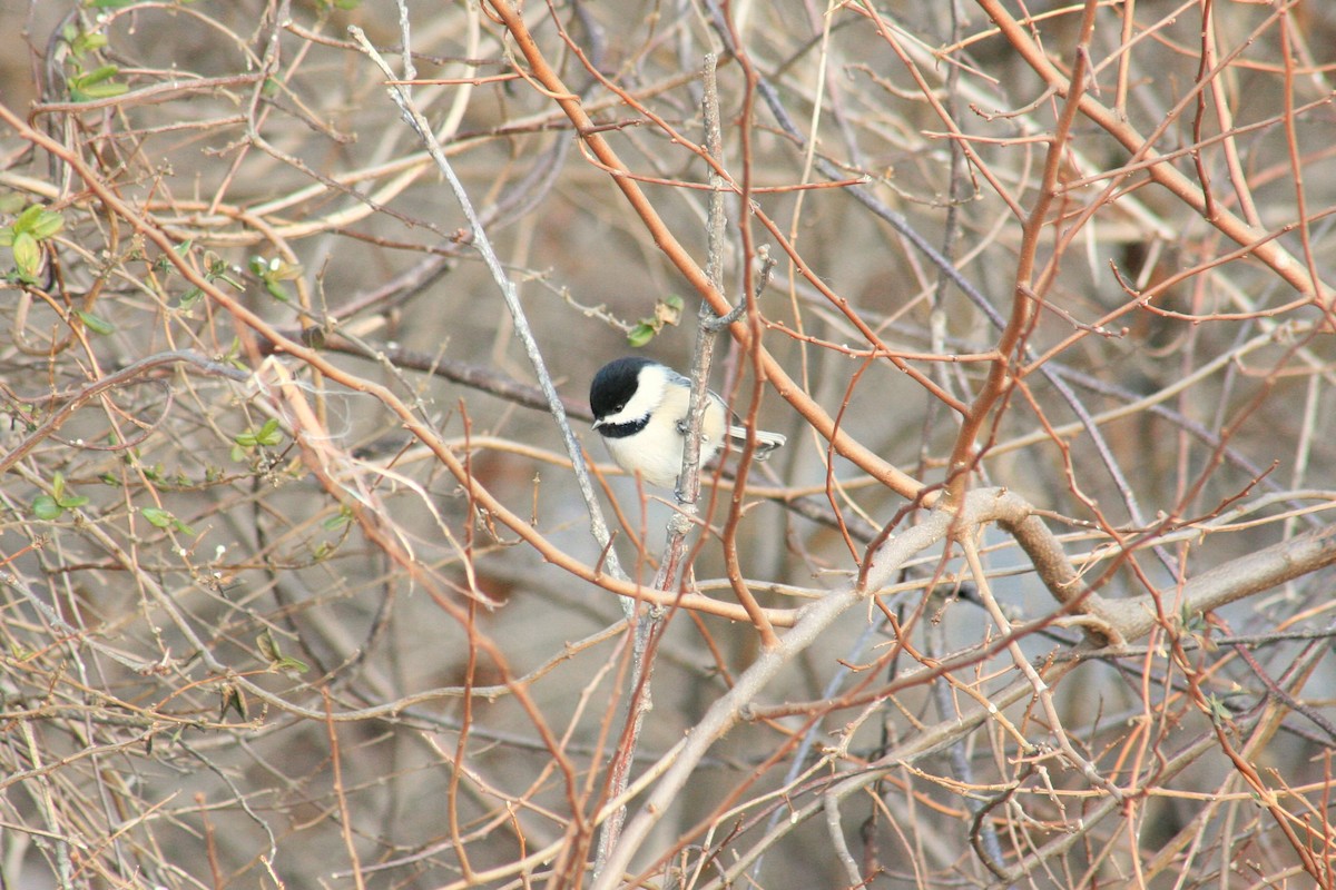 Black-capped Chickadee - ML629616598