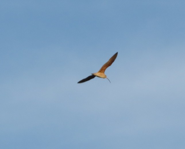 Long-billed Curlew - ML629616747