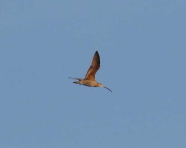 Long-billed Curlew - ML629616758