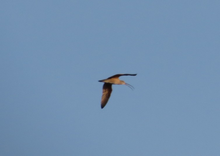 Long-billed Curlew - ML629616765