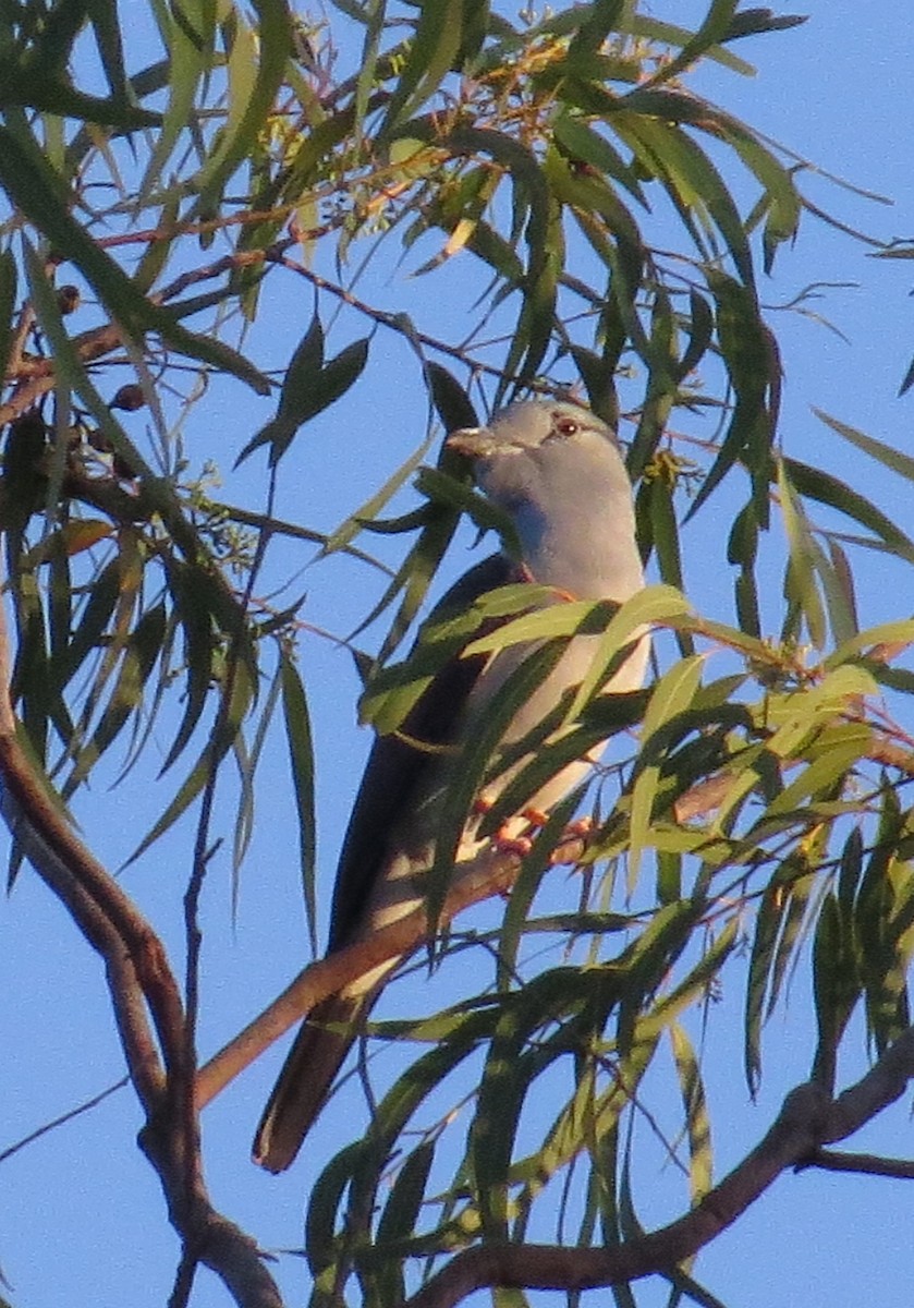 Cuckoo-roller - ML629616900