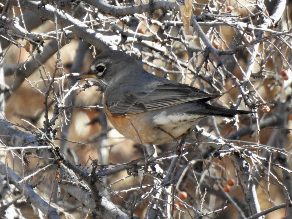American Robin - ML629616948