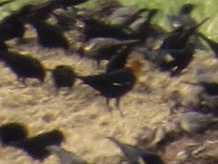 Yellow-headed Blackbird - ML629617022