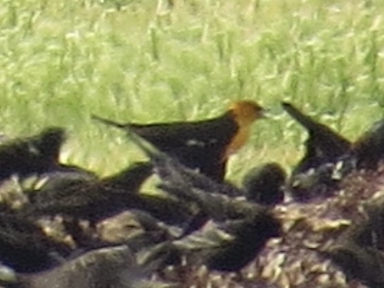 Yellow-headed Blackbird - ML629617023