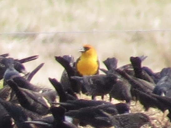 Yellow-headed Blackbird - ML629617024