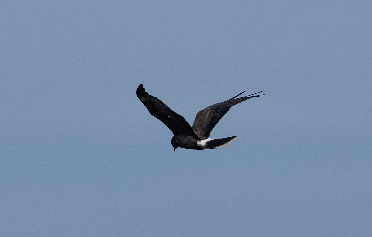 Snail Kite - ML629617078