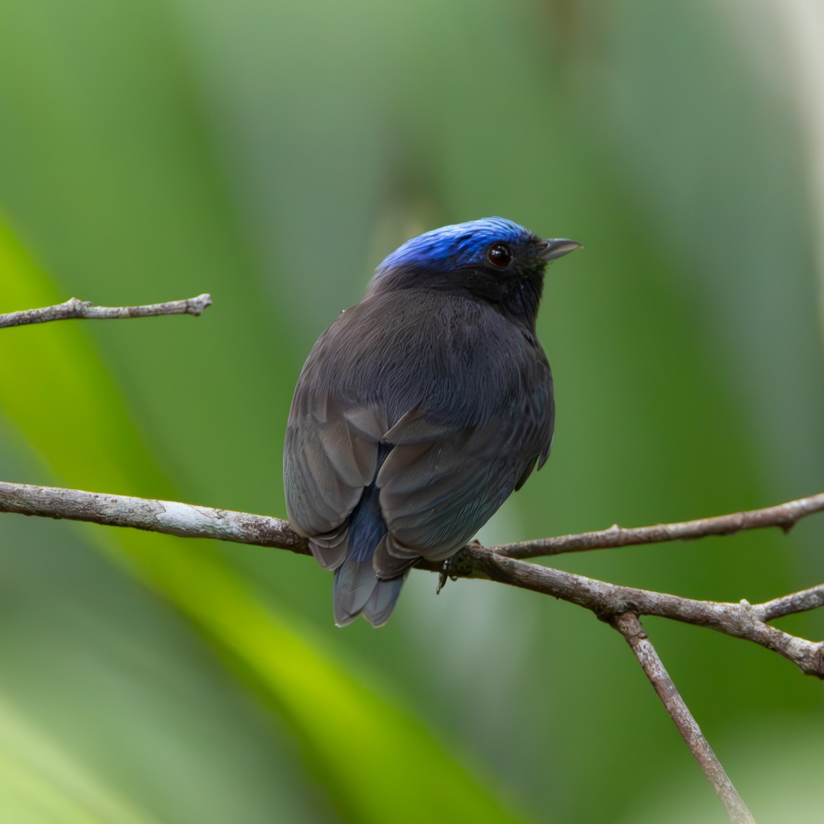 Blue-capped Manakin - ML629617126