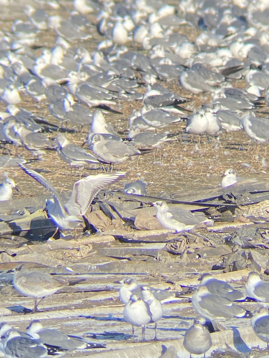 Хүрэн толгойт цахлай - ML629617143