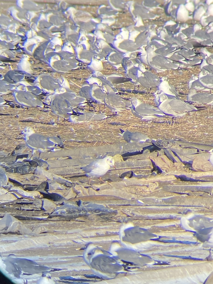 Хүрэн толгойт цахлай - ML629617144