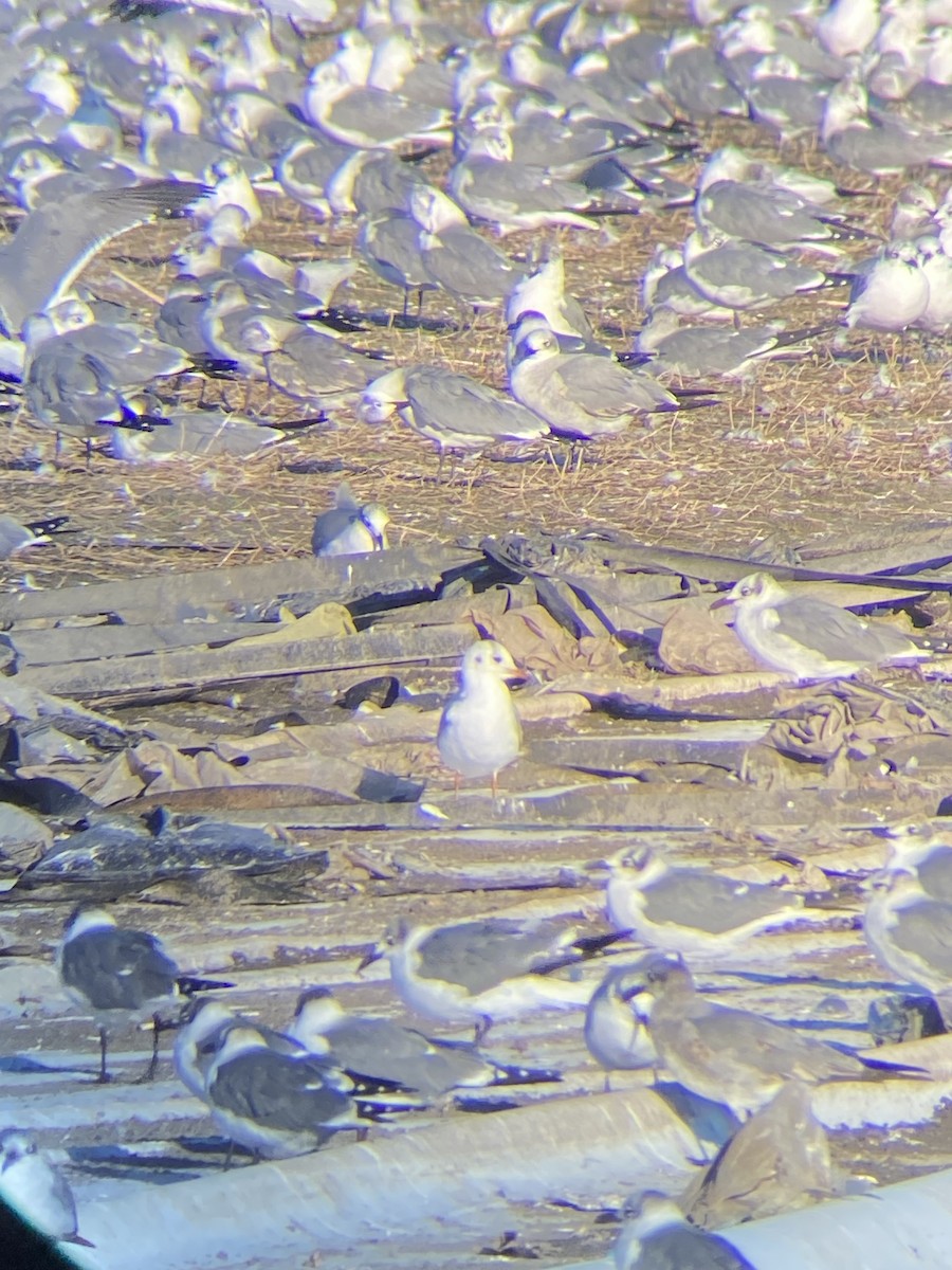 Хүрэн толгойт цахлай - ML629617145