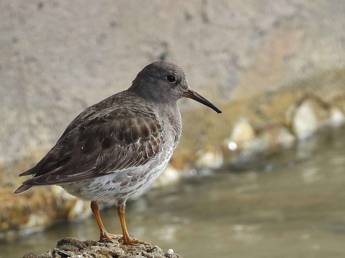 Purple Sandpiper - ML629617459