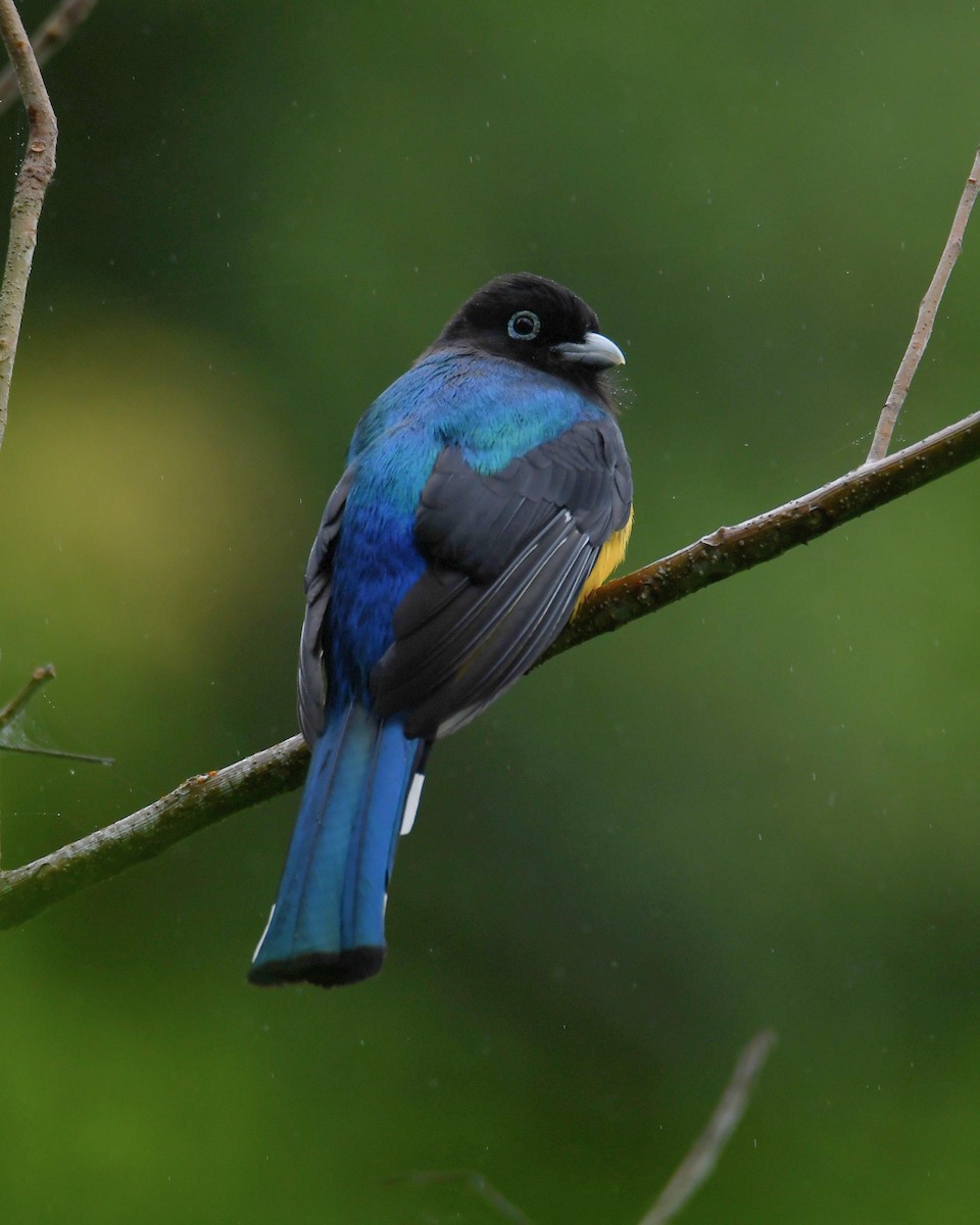 Black-headed Trogon - ML629617540