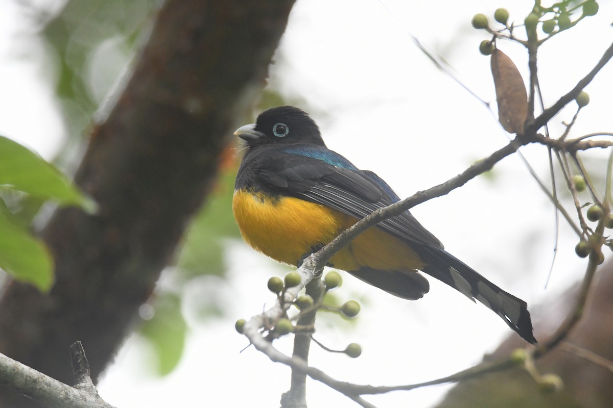 Black-headed Trogon - ML629617541