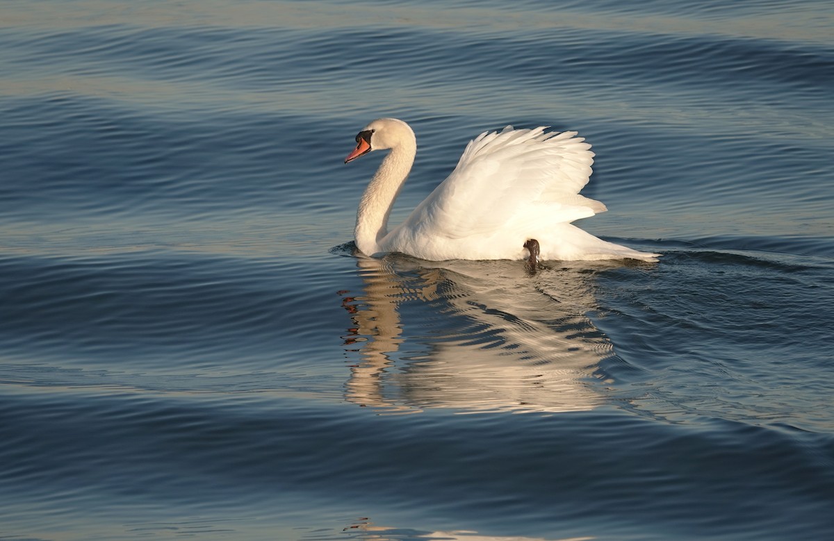 Cygne tuberculé - ML629617589