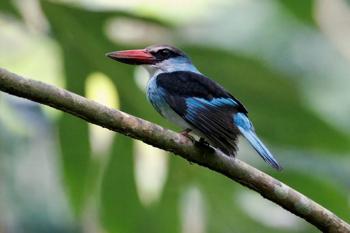 Blue-breasted Kingfisher - ML629617722