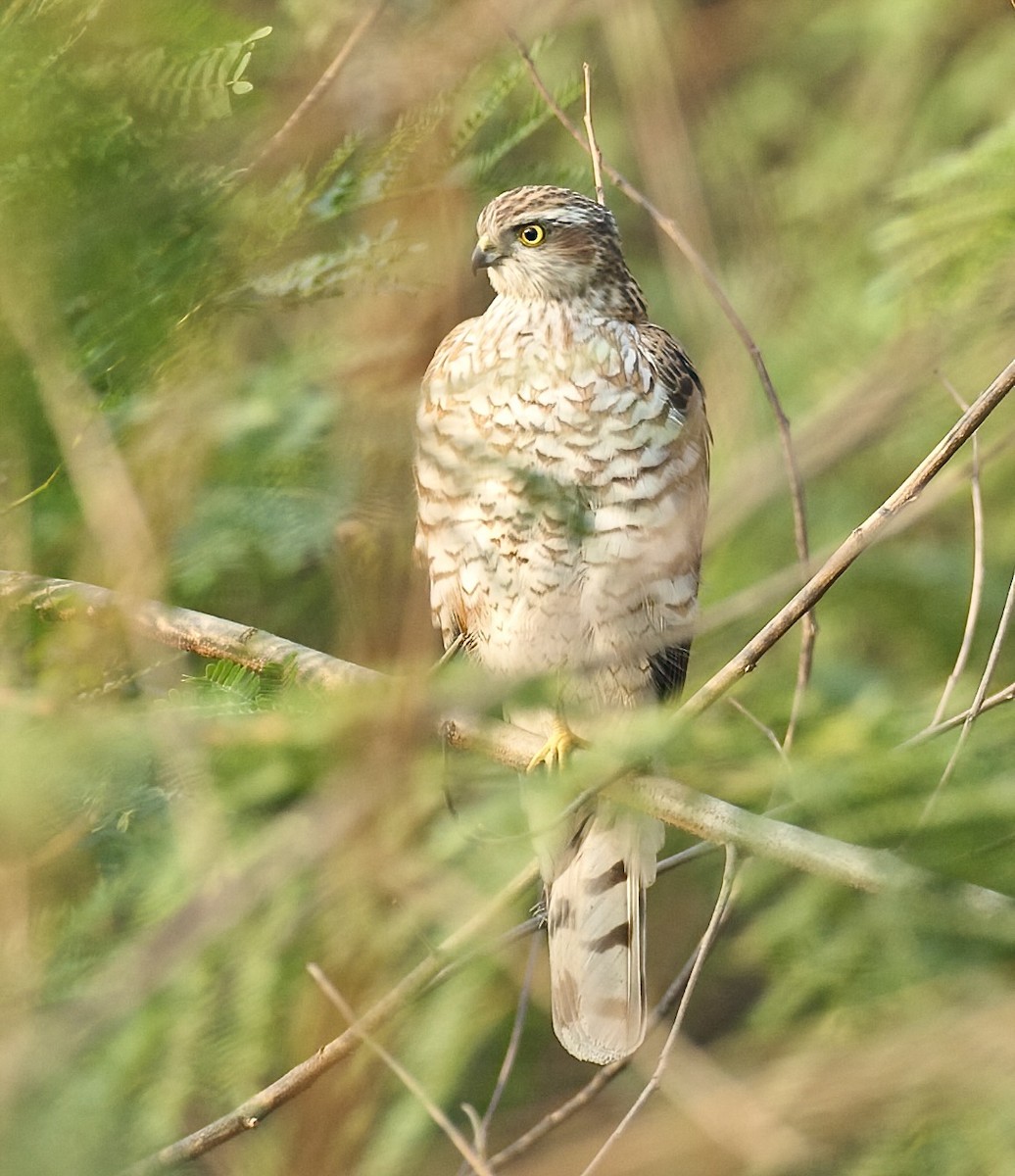Eurasian Sparrowhawk - ML629617862