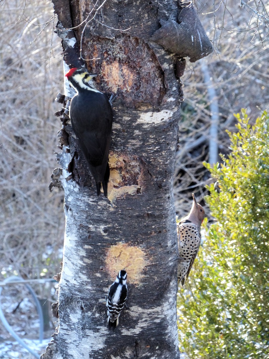 Pileated Woodpecker - ML629617879