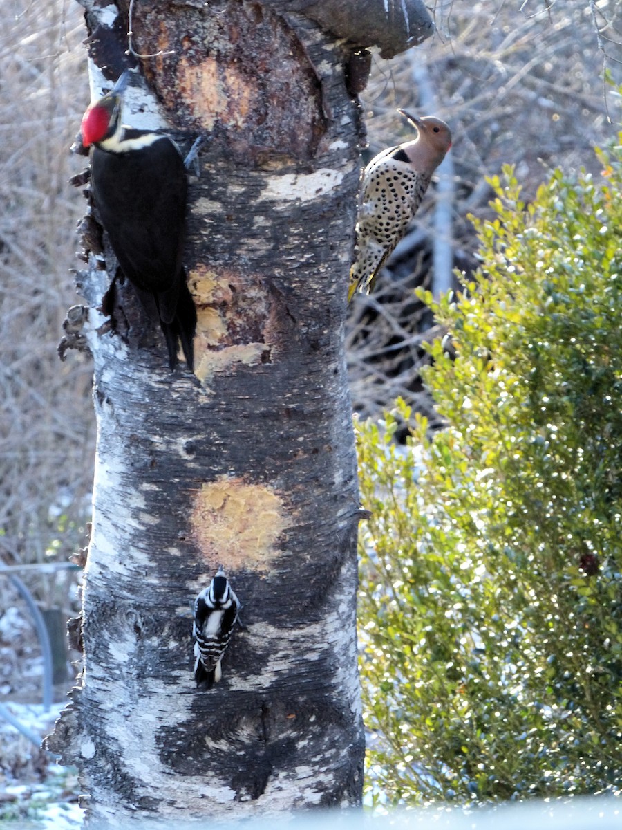 Northern Flicker (Yellow-shafted) - ML629618177