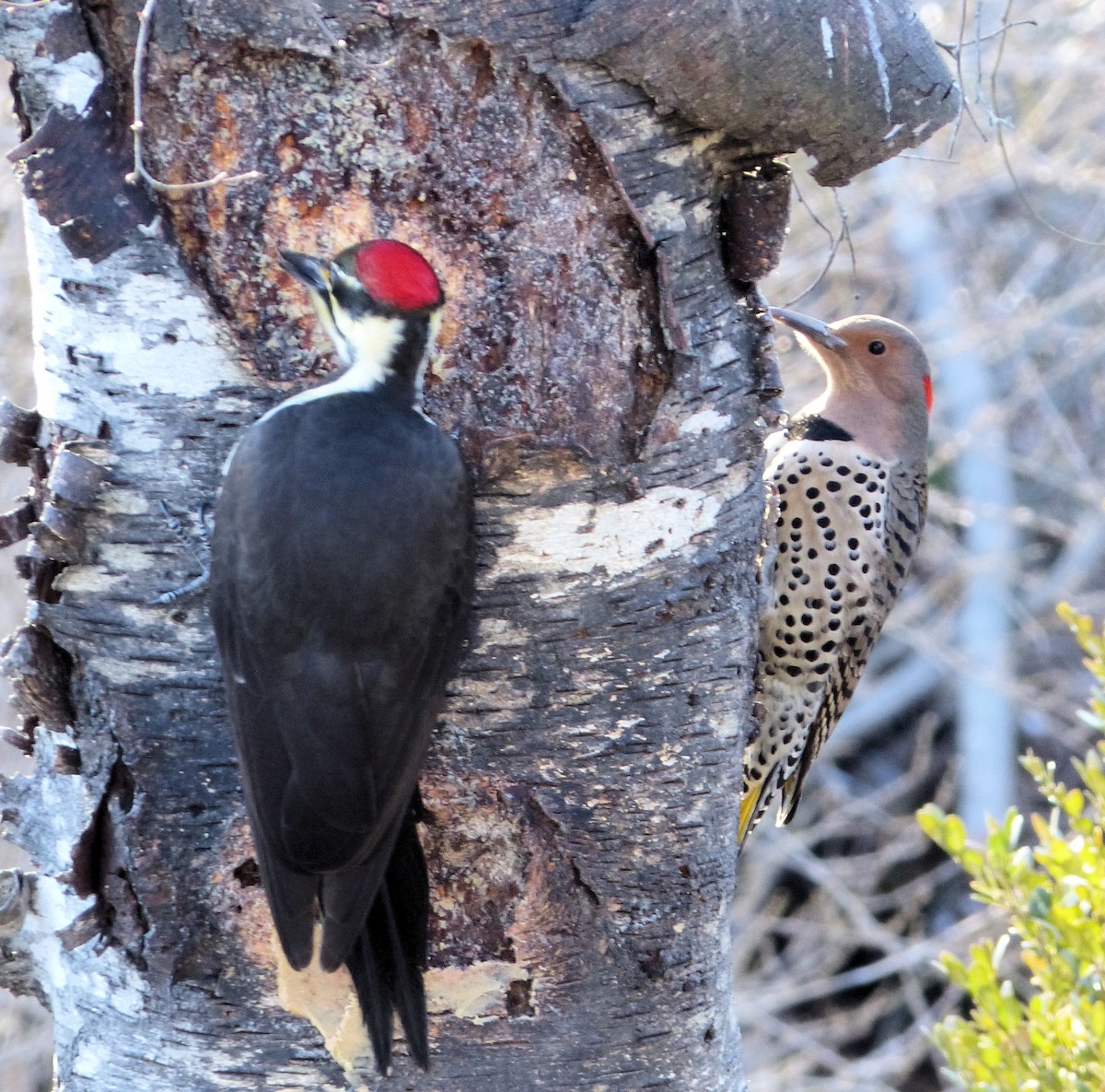 Northern Flicker (Yellow-shafted) - ML629618179