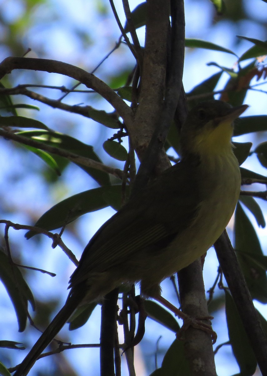 Long-billed Bernieria - ML629618233