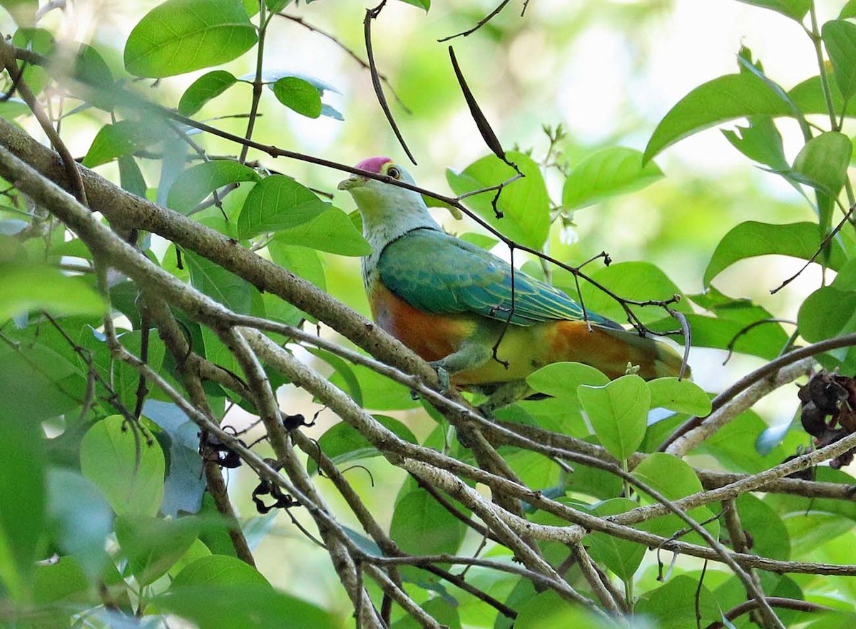 Rose-crowned Fruit-Dove - ML629618252