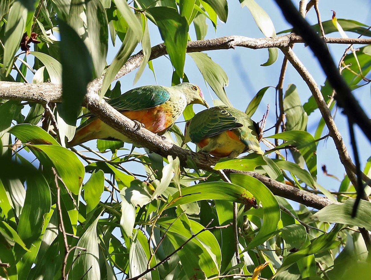Rose-crowned Fruit-Dove - ML629618259