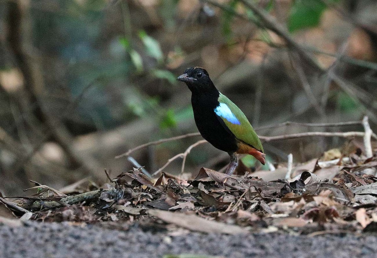 Rainbow Pitta - ML629618277