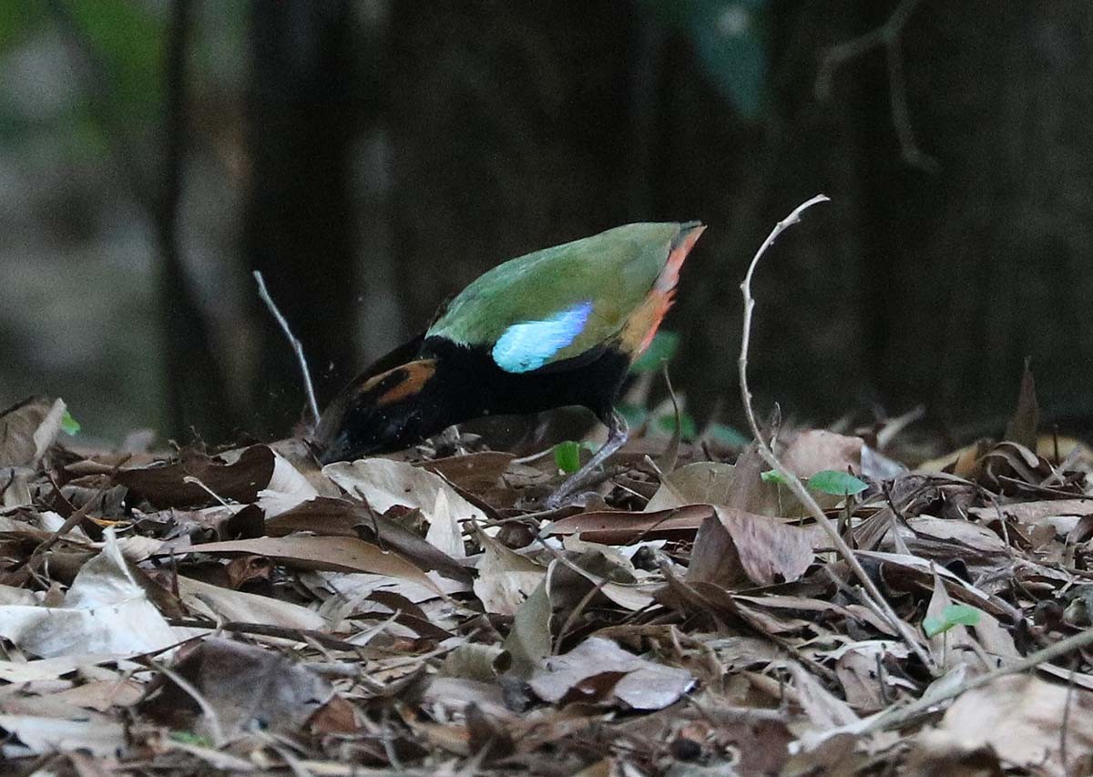 Rainbow Pitta - ML629618279