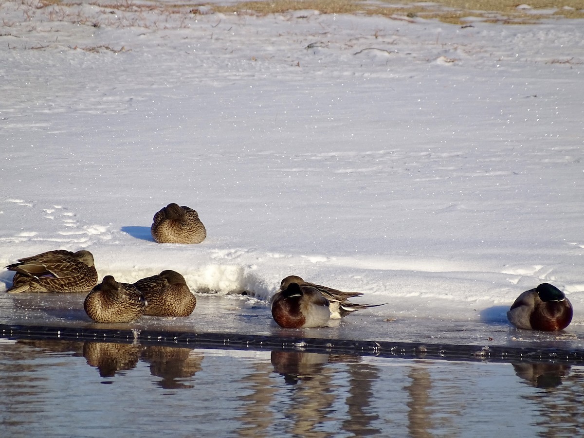 Northern Pintail - ML629618443