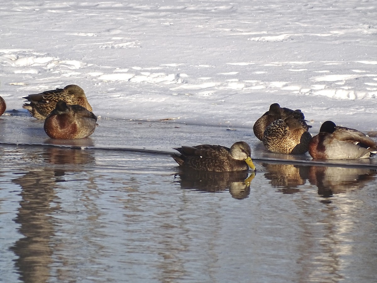American Black Duck - ML629618485