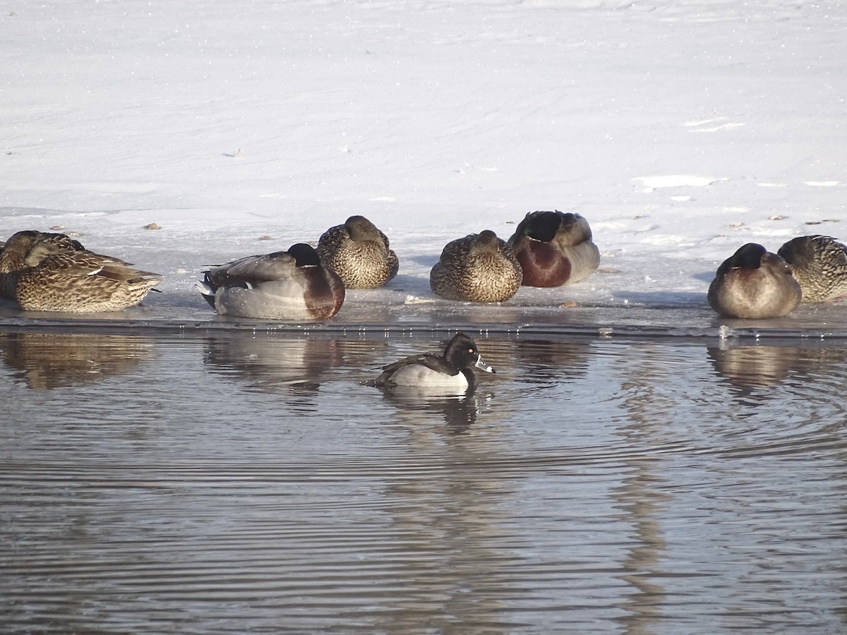 Ring-necked Duck - ML629618532