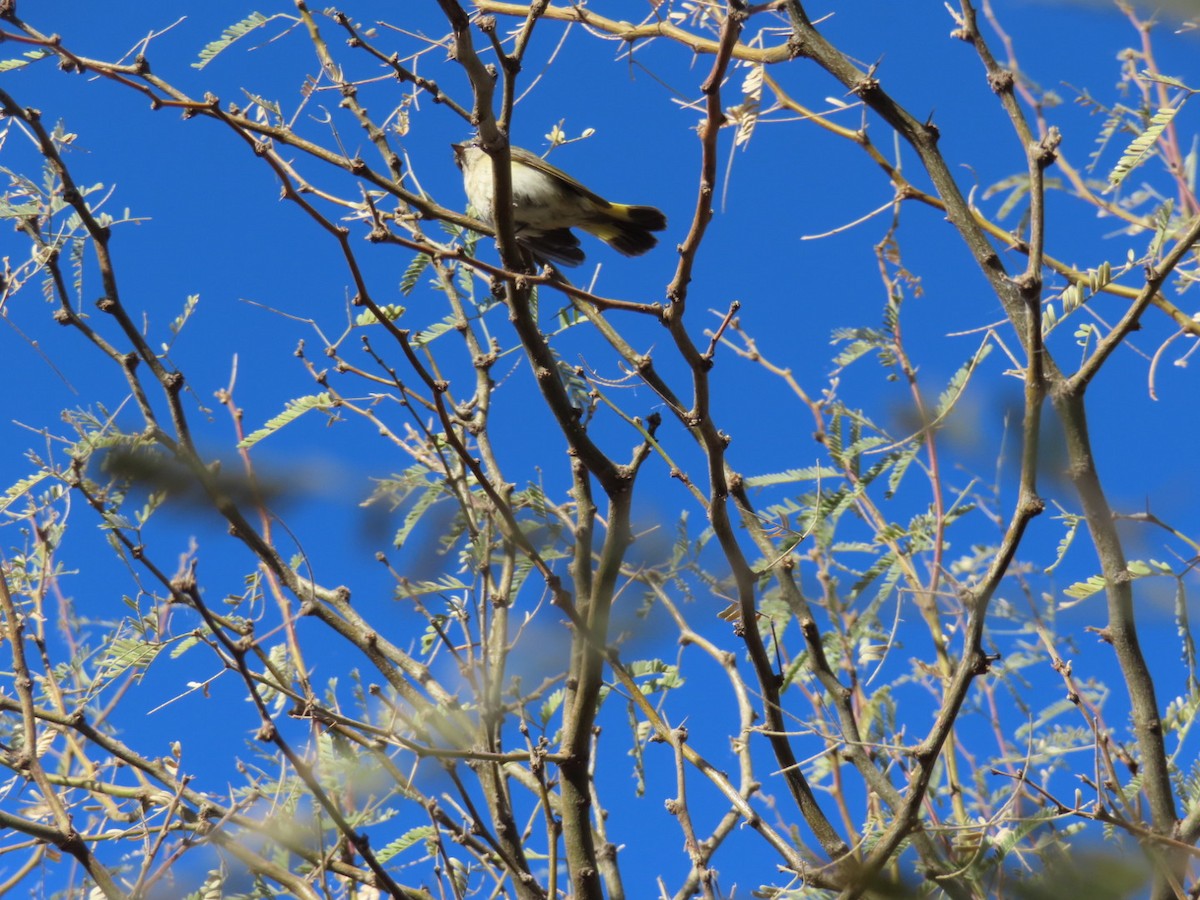 Rotschwanz-Waldsänger - ML629618643