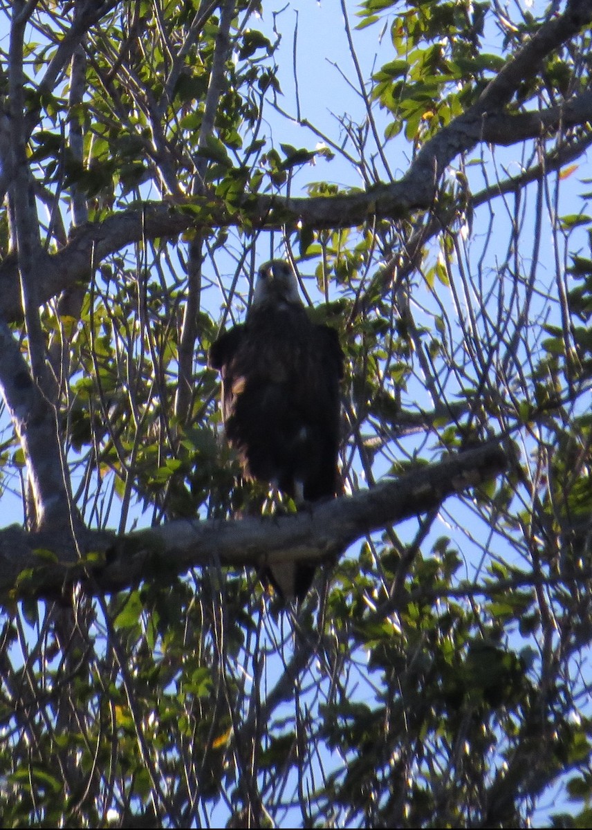 Madagascar Fish-Eagle - ML629619023