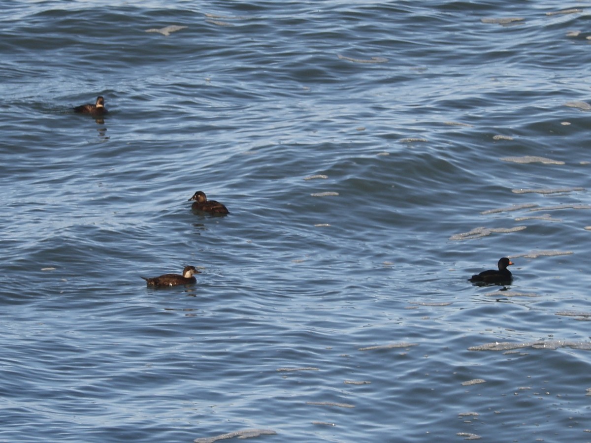 Black Scoter - ML629619557