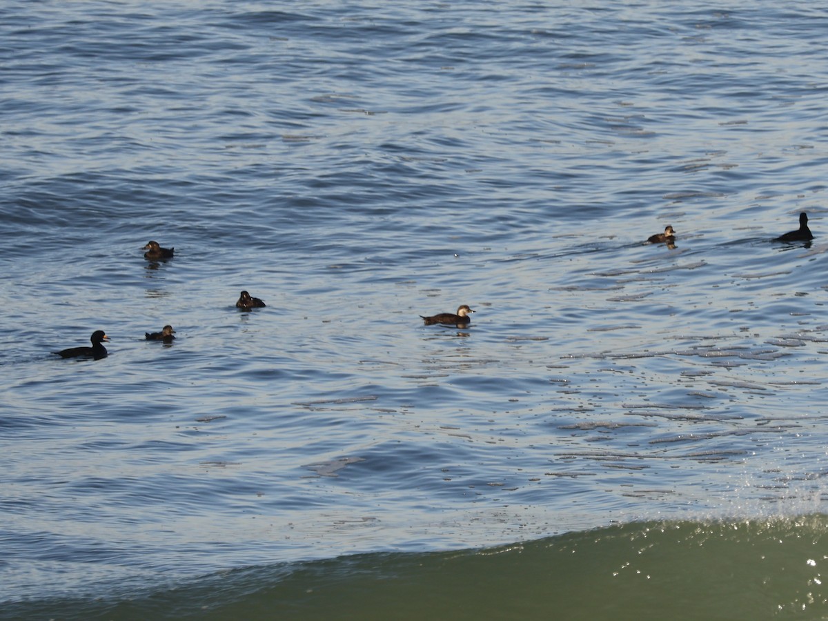 Black Scoter - ML629619558