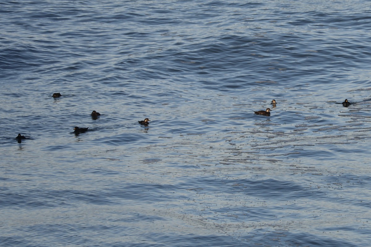 Black Scoter - ML629619559