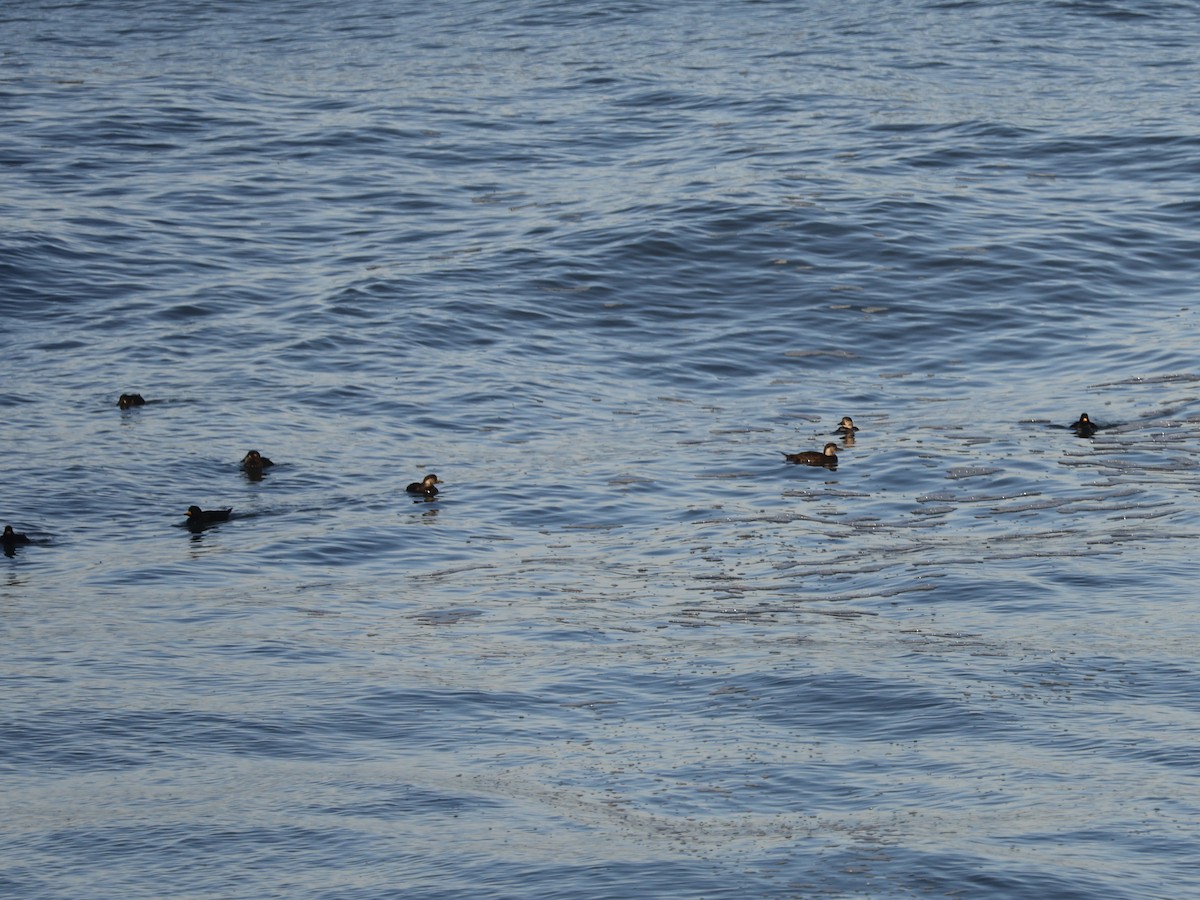 Black Scoter - ML629619560