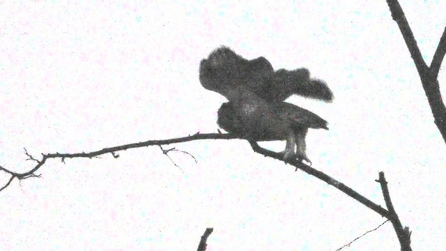 Great Horned Owl - ML629619667