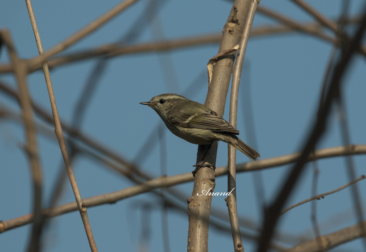 Common Chiffchaff - ML629619675