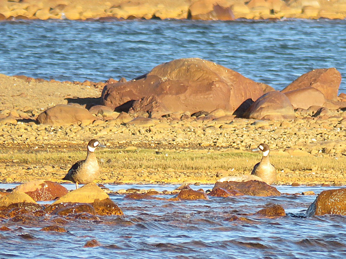 Spectacled Duck - ML629619699