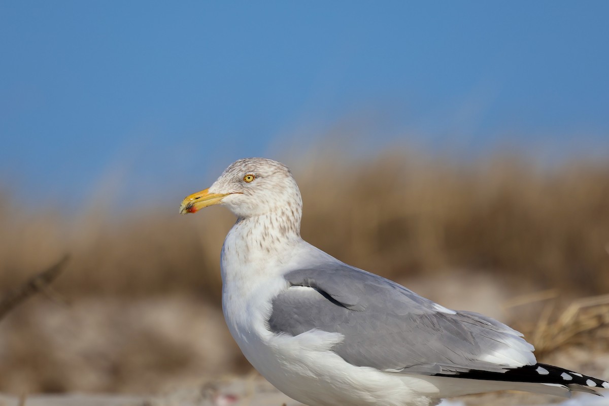 Gaviota Argéntea Americana - ML629619703