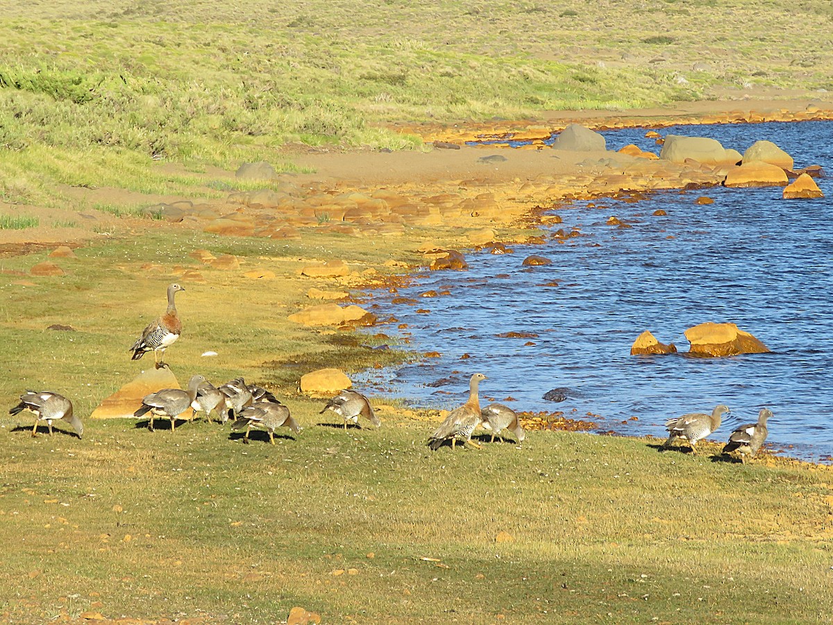 Ashy-headed Goose - ML629619718