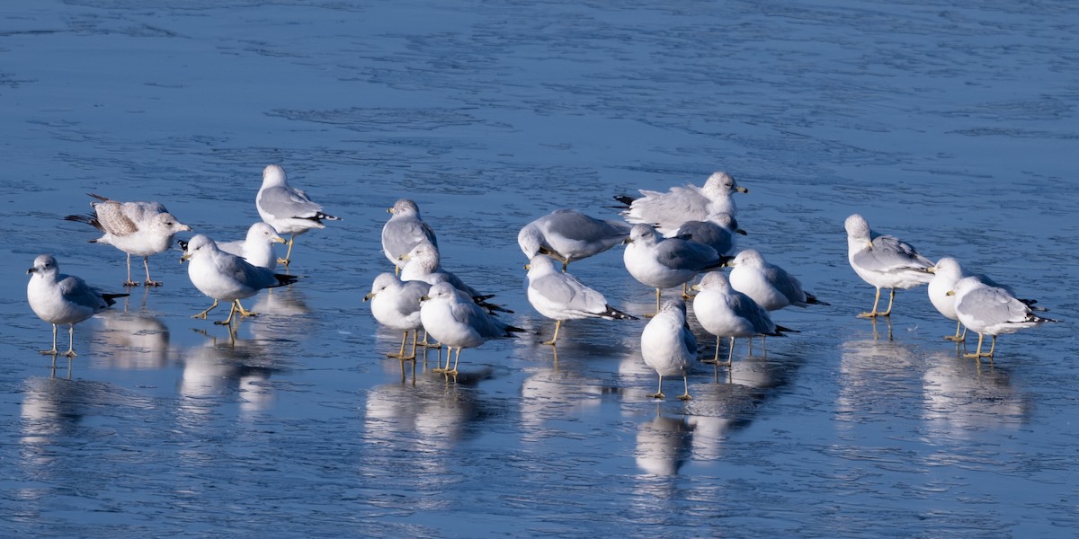 Ring-billed Gull - ML629619782