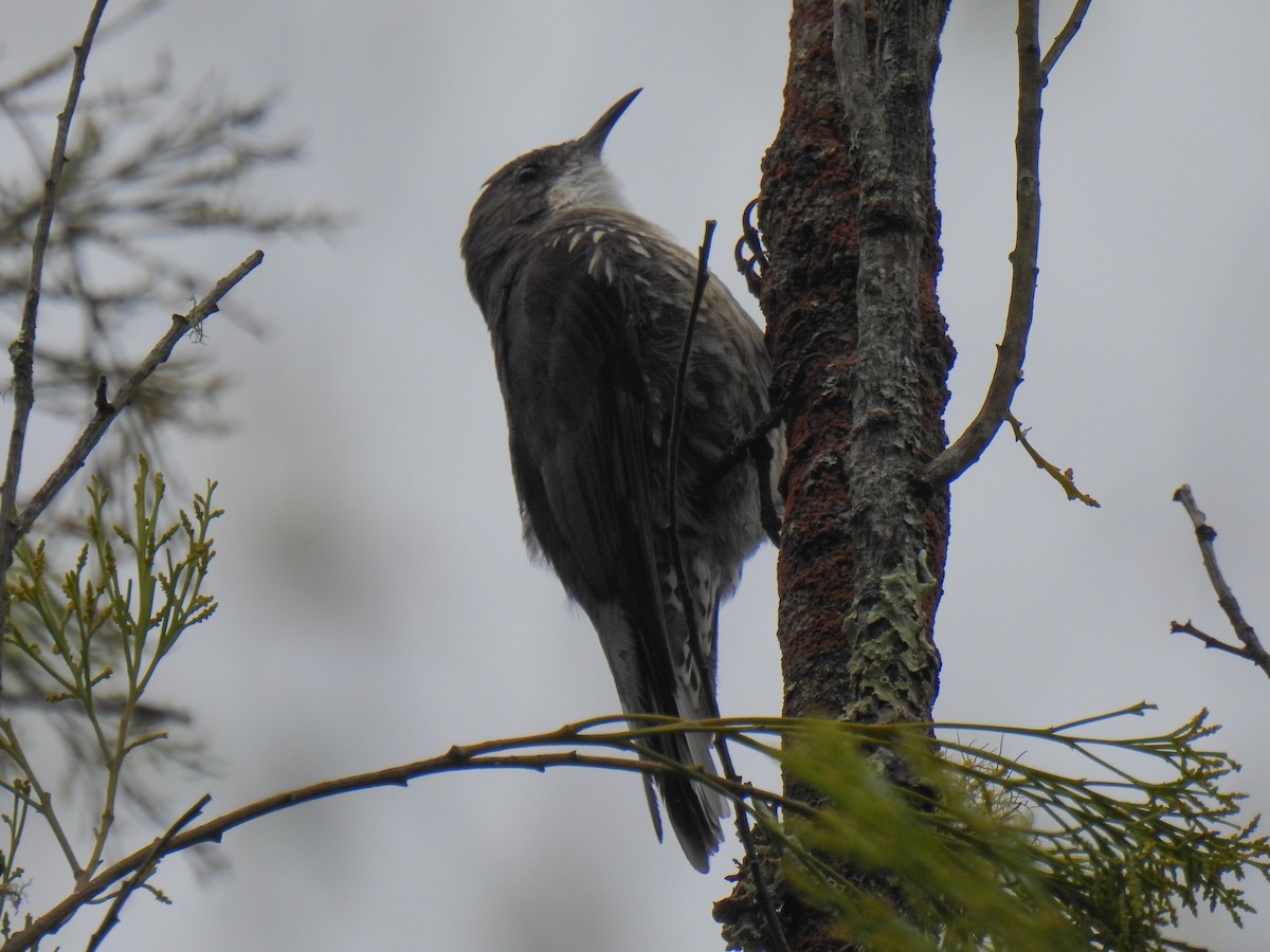 White-throated Treecreeper - ML629619809