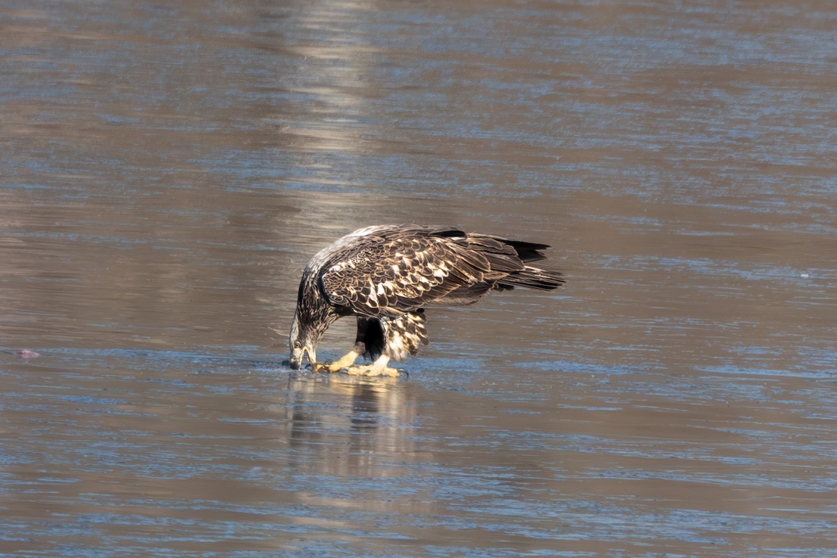 Bald Eagle - ML629619827