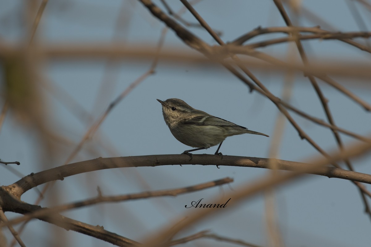 Common Chiffchaff - ML629620001