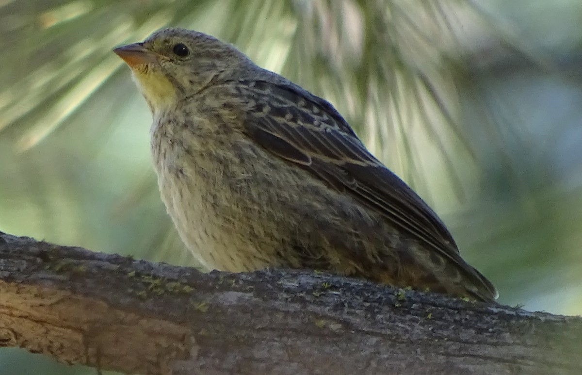 Brown-headed Cowbird - ML62962001