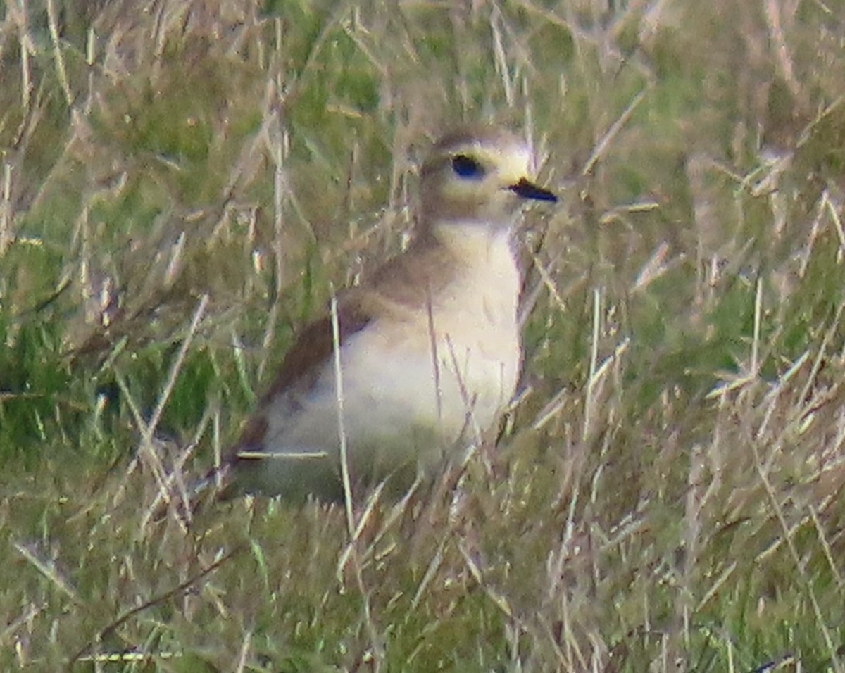 Bergregenpfeifer - ML629620028