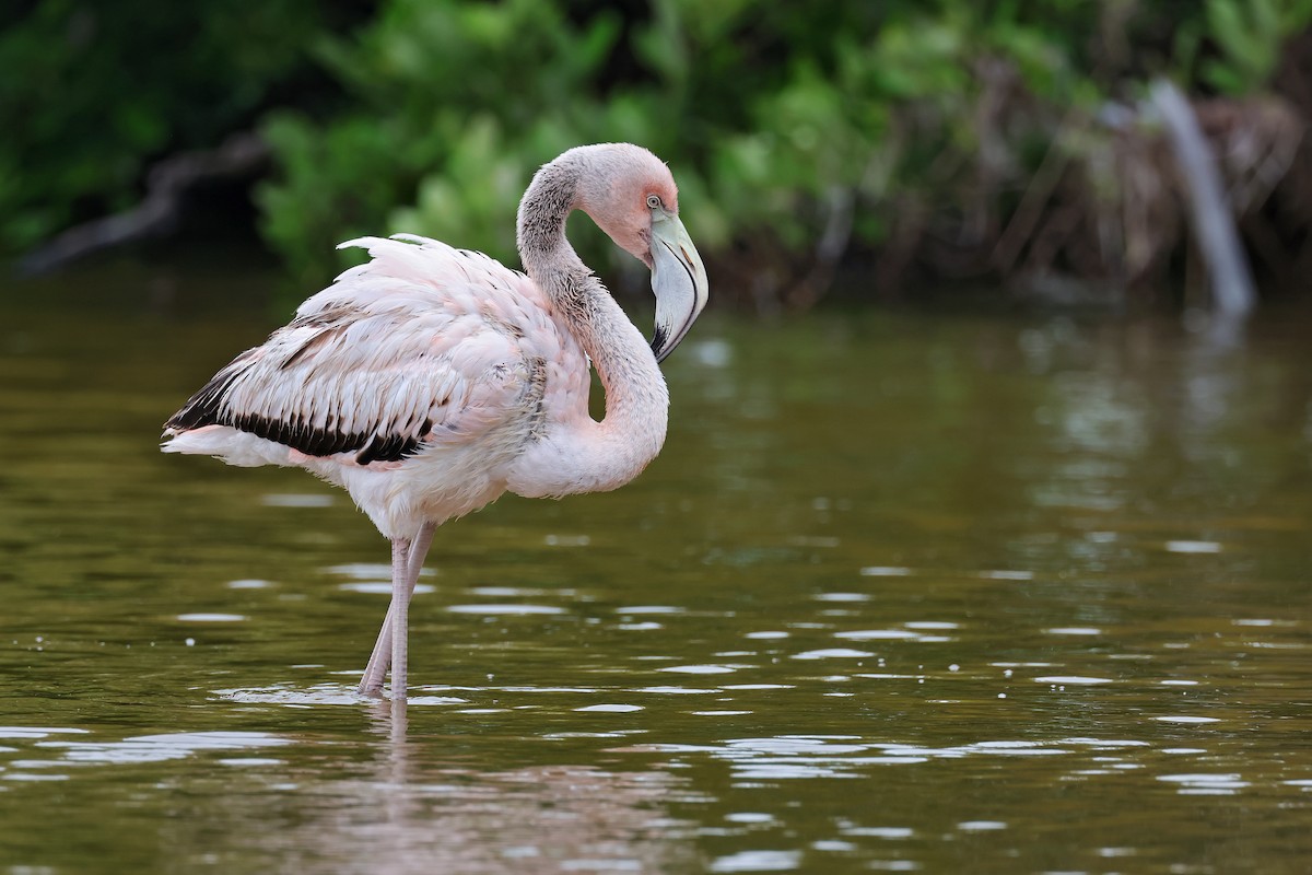 rødflamingo - ML629620127